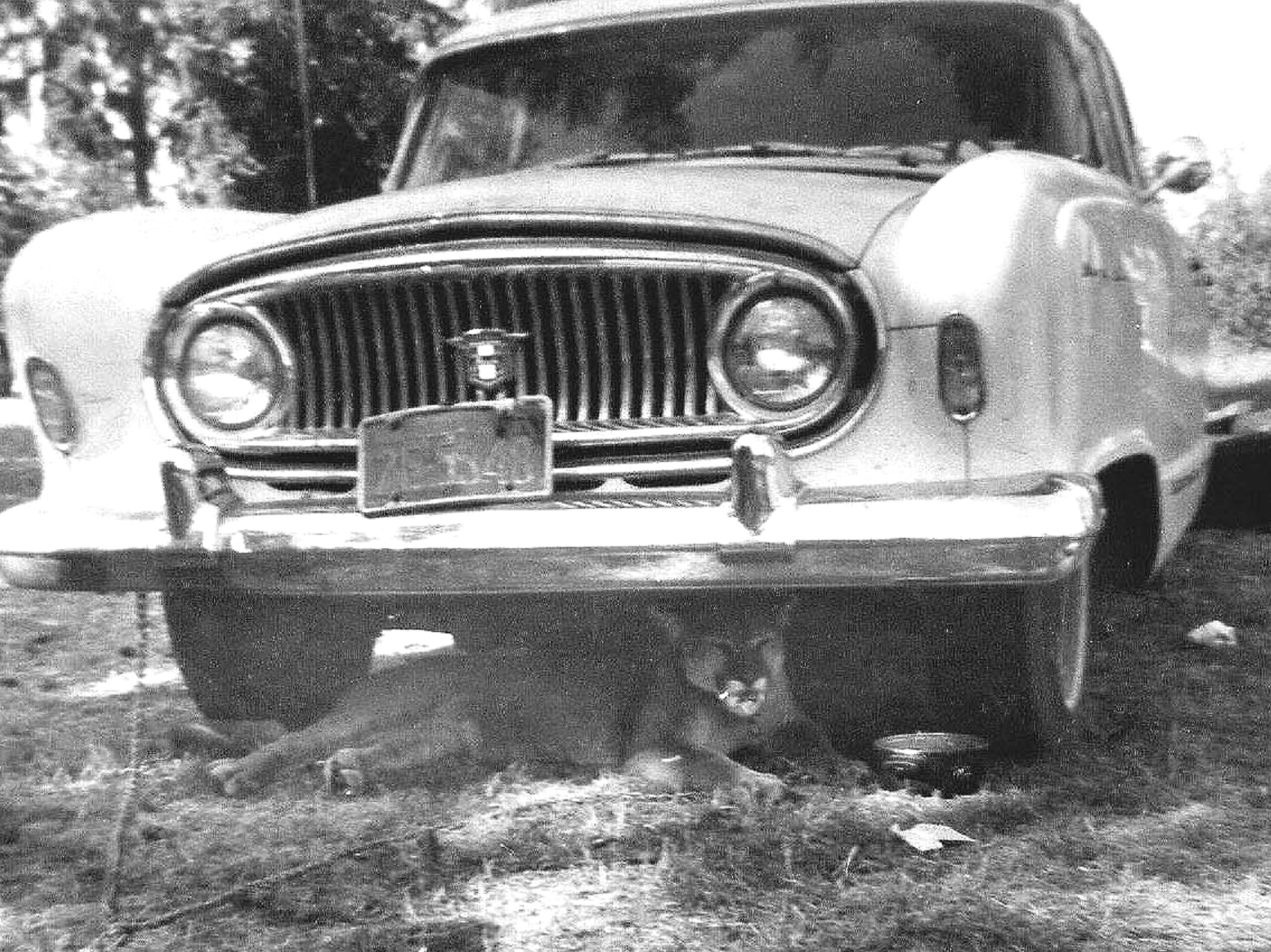 Puma Finding Shade - Vortex 1 - 1970 - McIver State Park
